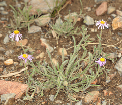 Erigeron clokeyi