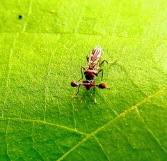Megalabops quadriguttata