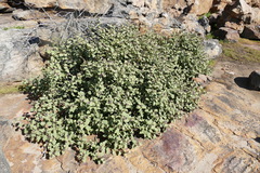 Solanum tomentosum
