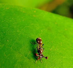 Megalabops quadriguttata