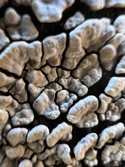 Xylobolus frustulatus