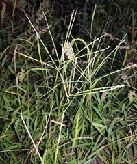 Digitaria