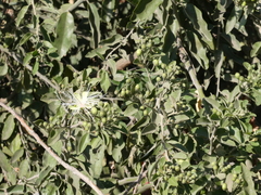 Capparis tomentosa