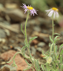 Erigeron clokeyi