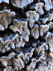 Xylobolus frustulatus