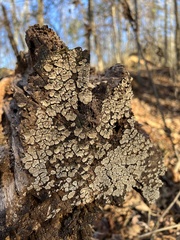 Xylobolus frustulatus