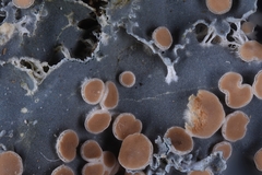 Leioderma pycnophorum