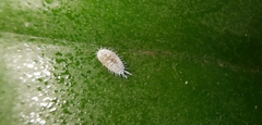 Pseudococcus
