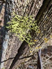 Letharia vulpina
