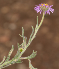 Erigeron clokeyi