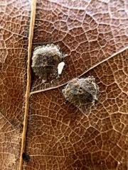 Polystepha pustuloides