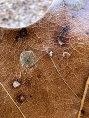 Polystepha pustuloides