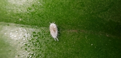 Pseudococcus