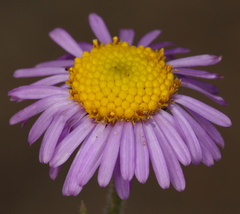 Erigeron clokeyi