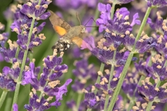 Macroglossum stellatarum