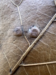 Polystepha pustuloides