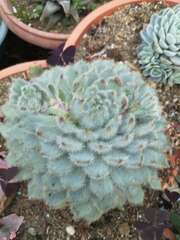 Echeveria setosa setosa