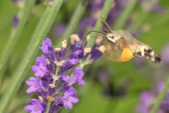 Macroglossum stellatarum