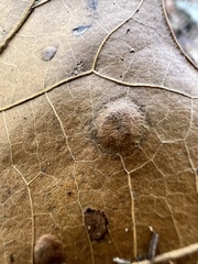 Polystepha pustuloides