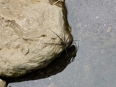 Trechalea