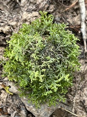 Selaginella apoda