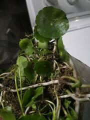 Hydrocotyle sibthorpioides