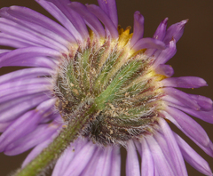 Erigeron clokeyi