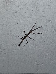 Anisomorpha buprestoides