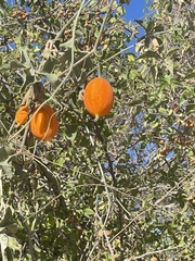 Ibervillea sonorae