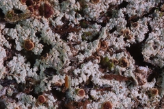 Brigantiaea leucoxantha