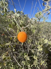 Ibervillea sonorae
