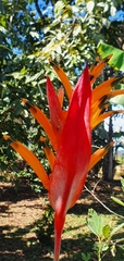 Heliconia psittacorum