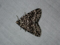 Pseudocoremia monacha