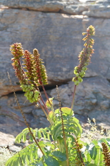 Melianthus major