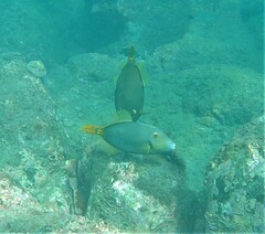 Cantherhines dumerilii