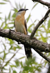 Coccyzus melacoryphus