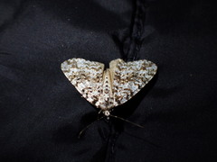 Pseudocoremia monacha