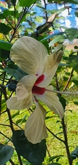 Hibiscus rosa-sinensis