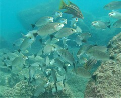 Haemulon maculicauda