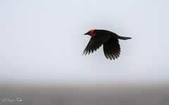 Amblyramphus holosericeus