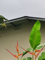 Heliconia latispatha