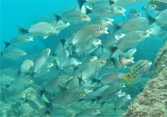 Haemulon maculicauda