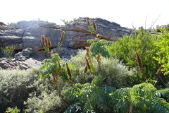 Melianthus major