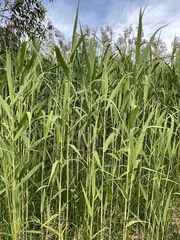 Phragmites