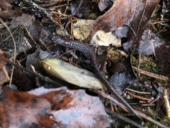 Plethodon angusticlavius