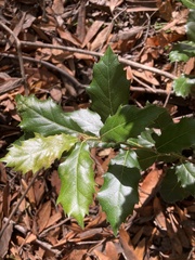 Quercus agrifolia
