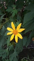 Tithonia diversifolia