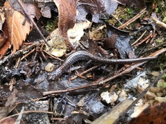 Plethodon angusticlavius