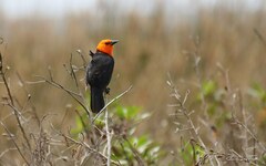 Amblyramphus holosericeus