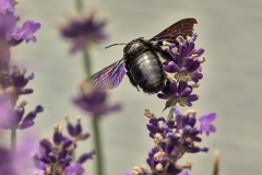 Xylocopa